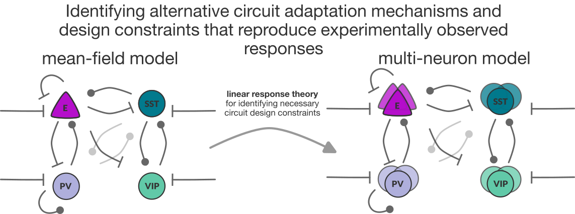 Schematic of mean-field and multi-neuron circuit-Dimitra Maoutsa