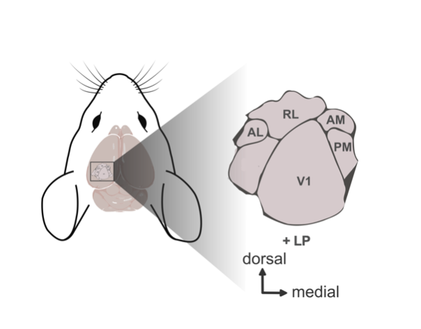 Continual learning in RNNs-Dimitra Maoutsa
